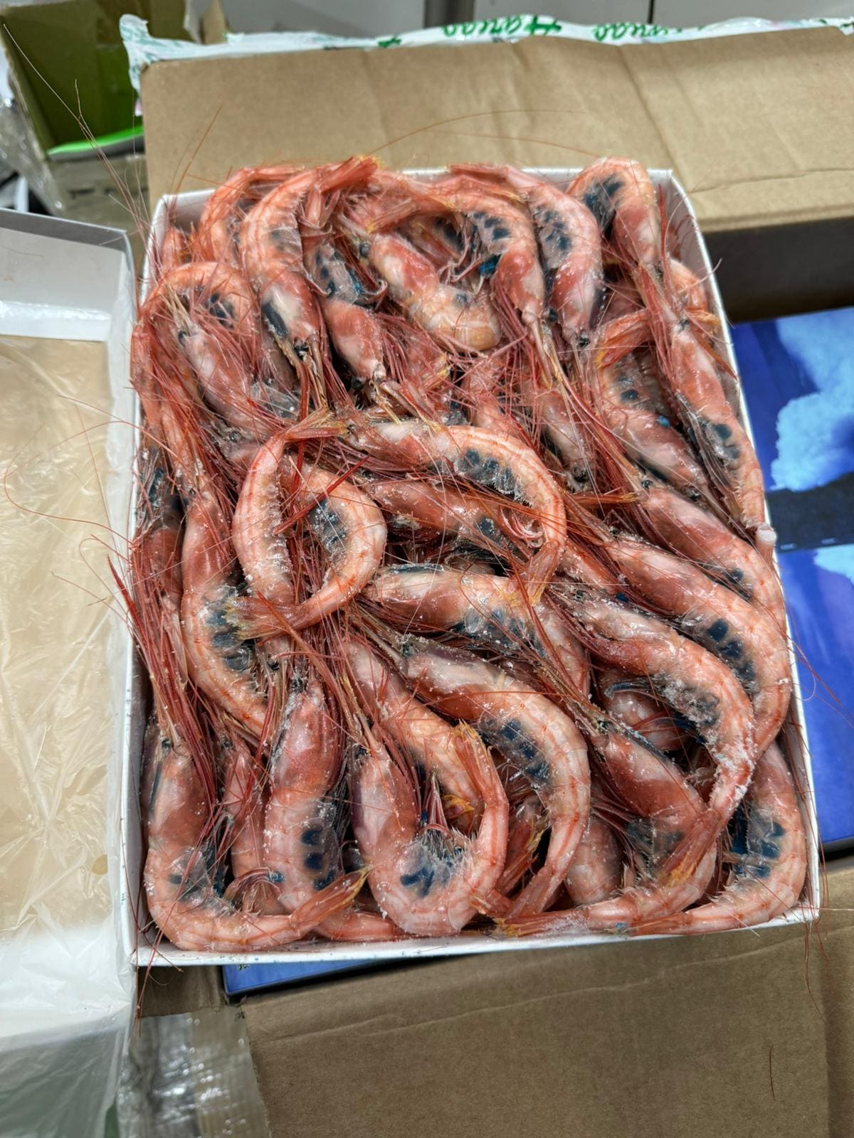 QUISQUILLA